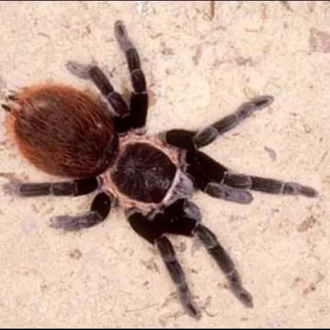 thumbnail for publication: Mexican Redrump Tarantula, Brachypelma vagans (Ausserer) (Arachnida: Araneae: Theraphosidae)